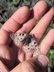 Parnassius phoebus