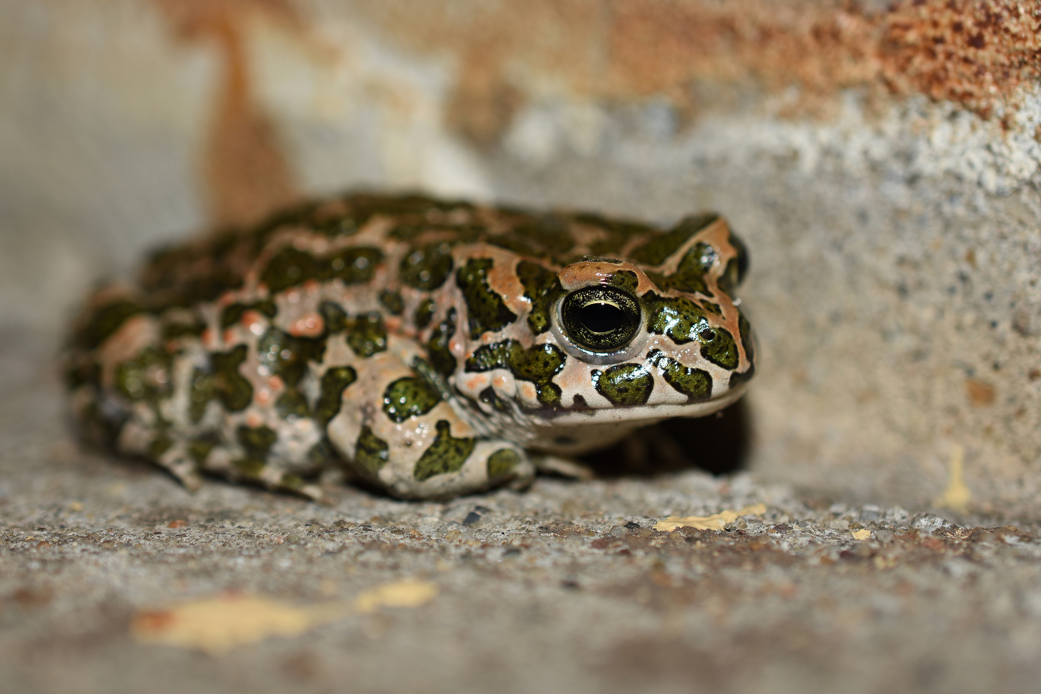 Orginal Toad European Green Toad Size