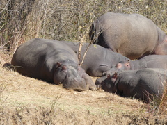 Hippopotamus amphibius