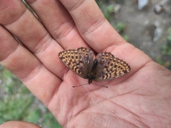 Boloria erda