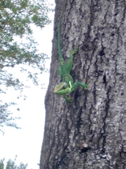 Anolis equestris