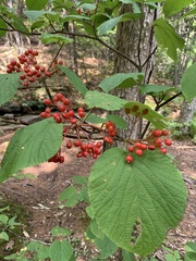 Viburnum lantanoides