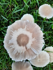 Candolleomyces