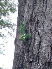 Anolis equestris