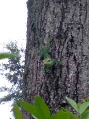 Anolis equestris