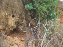 Tyrannus dominicensis
