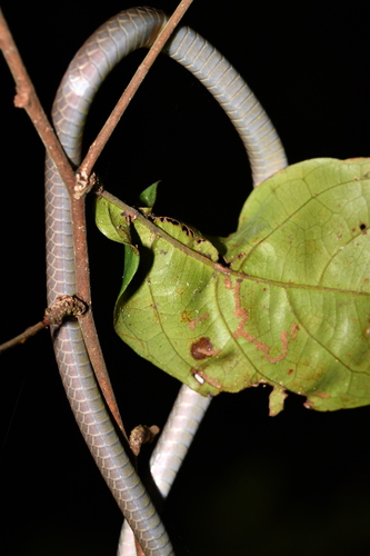 Philothamnus brunneus