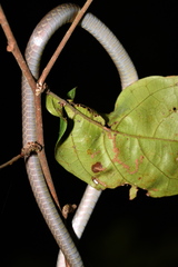 Brown Bush Snake photo 3