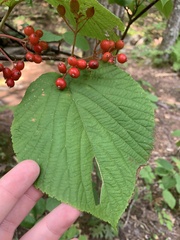 Viburnum lantanoides