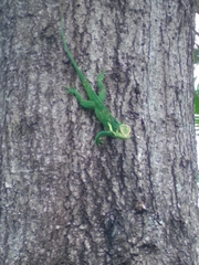 Anolis equestris