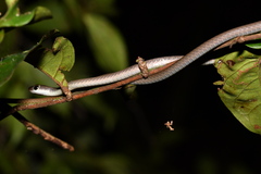 Brown Bush Snake photo 4