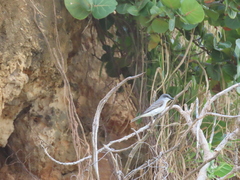Tyrannus dominicensis