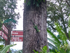 Anolis equestris