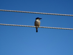 Todiramphus sanctus vagans