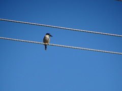 Todiramphus sanctus vagans