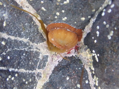 Actinia equina