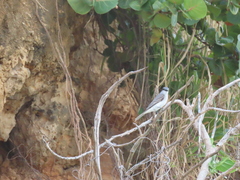 Tyrannus dominicensis