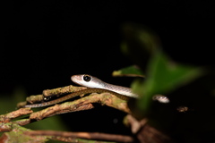 Brown Bush Snake photo 1
