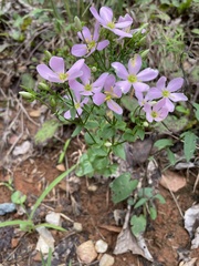 Sabatia angularis