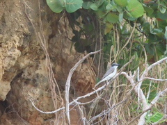 Tyrannus dominicensis