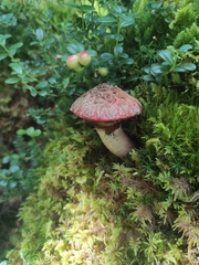 Suillus spectabilis