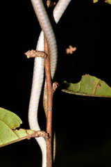 Brown Bush Snake photo 2