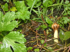 Discoglossus galganoi