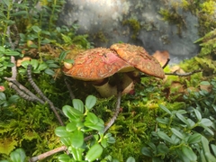 Suillus spectabilis