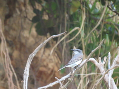 Tyrannus dominicensis