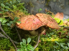 Suillus spectabilis