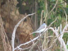 Tyrannus dominicensis