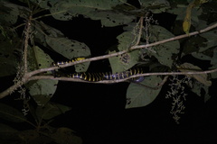 Boiga dendrophila