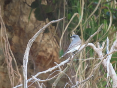 Tyrannus dominicensis
