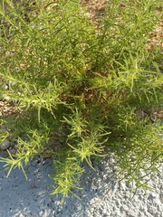 Dittrichia graveolens