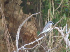Tyrannus dominicensis