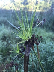 Scirpus polyphyllus