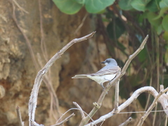 Tyrannus dominicensis
