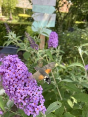 Macroglossum stellatarum