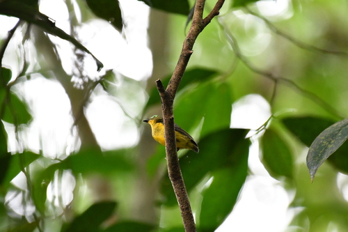 Yellow-bellied Wattle-eye (Platysteira concreta), photo 8