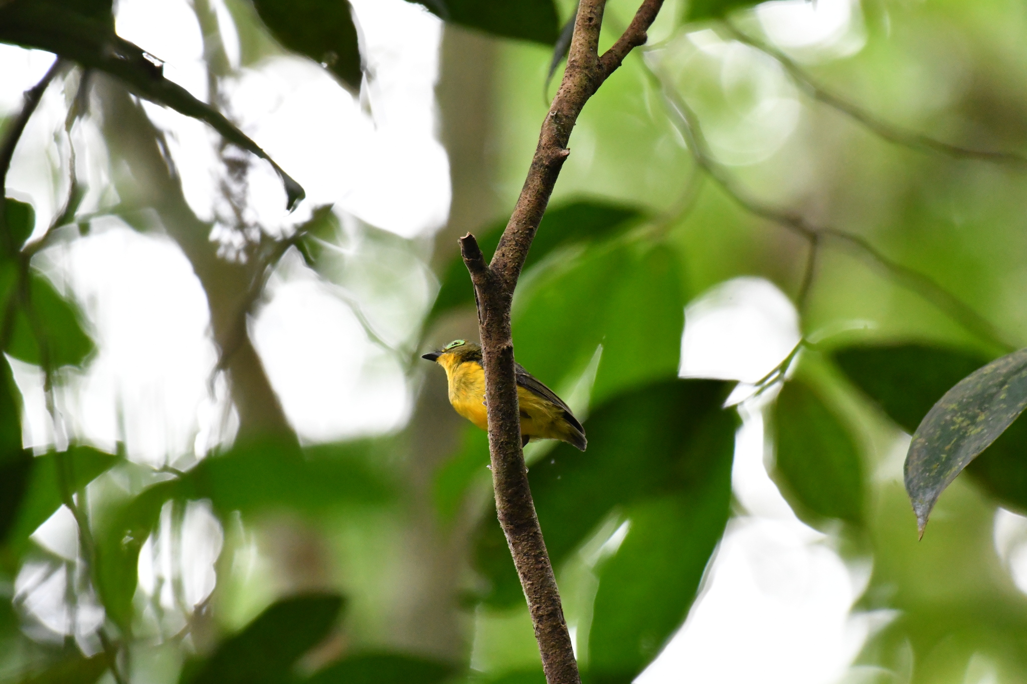 Yellow-bellied Wattle-eye (Platysteira concreta), photo 3