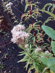 Eupatorium cannabinum