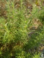 Dittrichia graveolens