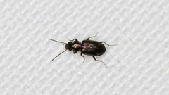 Bembidion