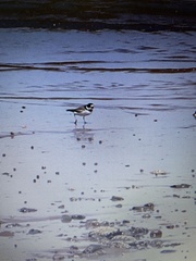 Charadrius semipalmatus