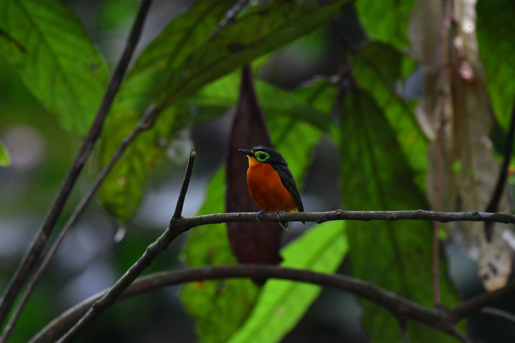 Yellow-bellied Wattle-eye (Platysteira concreta), photo 2