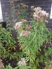 Eupatorium cannabinum
