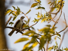 Chondestes grammacus