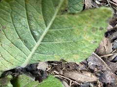 Coleosporium elephantopodis