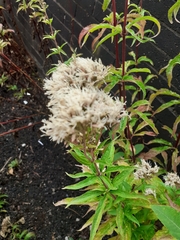 Eupatorium cannabinum