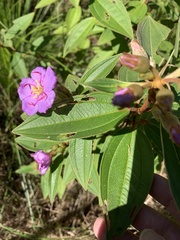 Melastoma